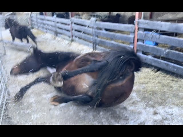 Poor Grasshopper has a crashing great fall&got totally spooked by it