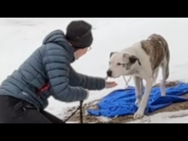 Lost dog's heartwarming response to rescuer