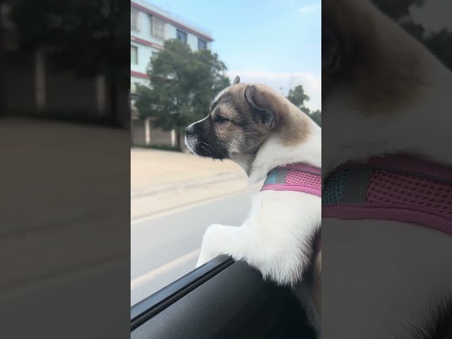 Puppy Travel 🐶 🥰 Amazing Video #fyp #viral #shorts #short #shortsfeed #puppylover #bulking #foryou