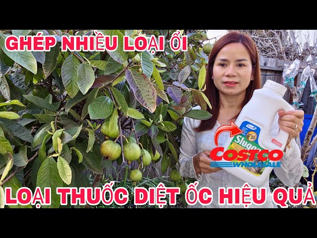 COSTCO WHOLESALE Thuốc Diệt Ốc Hiệu Quả Chết Sạch Hết Cách Ghép Cành Loại Bưởi TT Đã Ghép Thành công