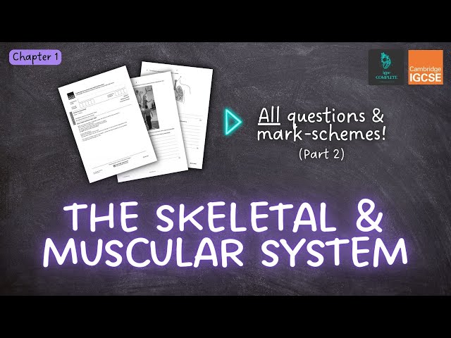 QUESTIONS, A* ANSWERS & MARK SCHEMES - Skeletal & Muscular System (Ch 1) - IGCSE PE exam revision