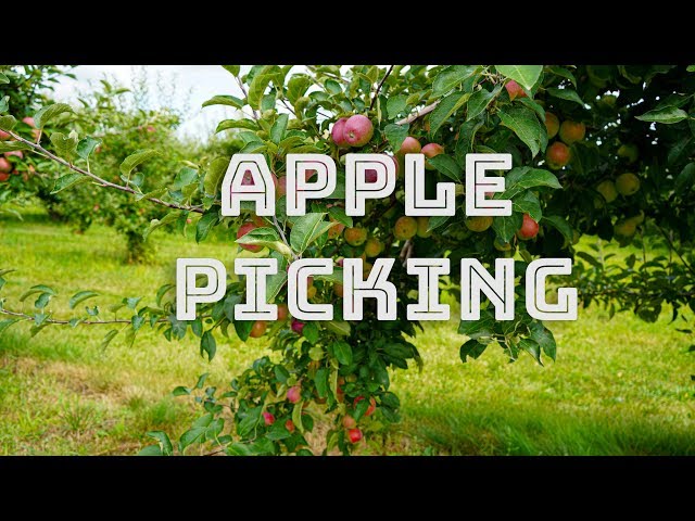 ഒരു കനേഡിയൻ ആപ്പിൾ പിക്കിങ് കഥ - A Canadian Apple picking Story