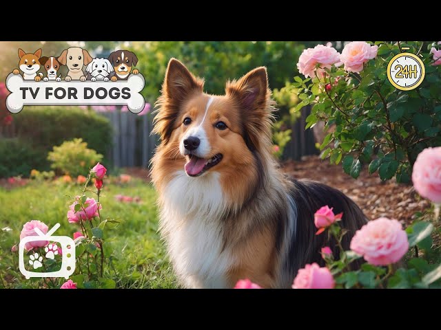 Dog TV for Dogs to Watch: Entertaining Videos for Dogs Left Home Alone - Anti-Anxiety Music for Dogs