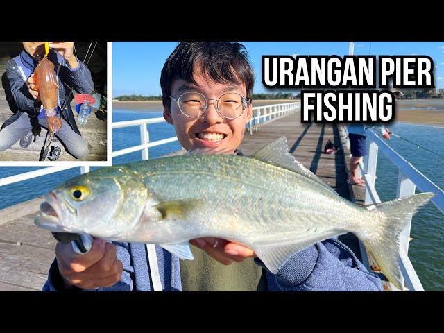 JETTY FISHING IN AUSTRALIA | Hervey Bay, Urangan Pier | Tailor, Sharks, Squid and more!