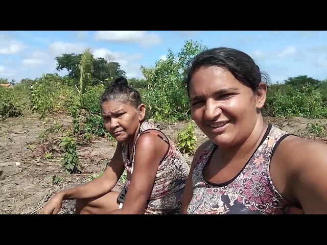 Arrancando mandioca e muita resenha primeiro farinhada do ano