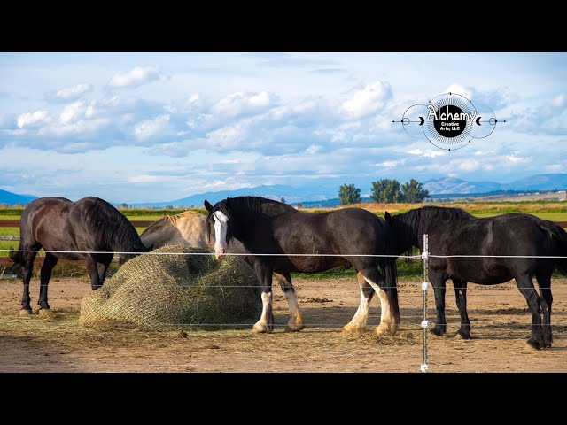 1 Horse At A Time, Draft Horse Rescue ~ Mini Docs episode #01