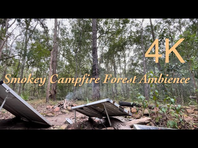 Winter Smokey Campfire Forest Ambience - Wild Australian Brush Turkey Bird 4K