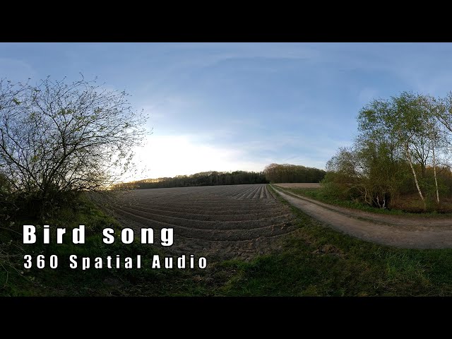 Bird Song - 360 Spatial Audio