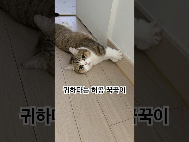 고양이가 행복할 때만 하는 행동