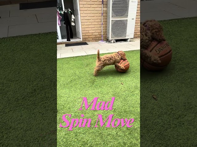 Cavoodle Puppy vs Michael Jordan: Who Would Win? #shorts #nba #cuteanimals