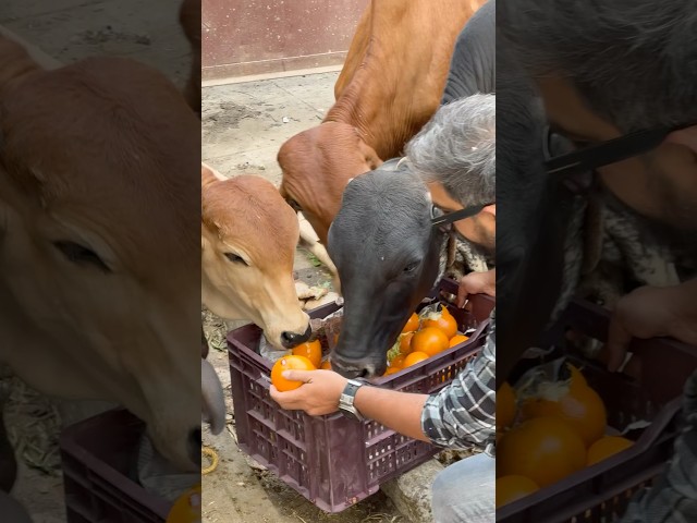 Sukoon❤️ #humanity #shorts #shortvideo #help #animals #hussainmansuri