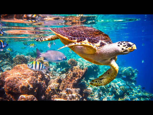 Relaxing music to relieve stress, underwater wonders 🍀 coral reefs and colorful marine life