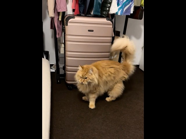 Marcin’s Maine Coon activity😹😻 #cat #shortvideo #mainecoon #cute #animals #pets #viralvideo #funny