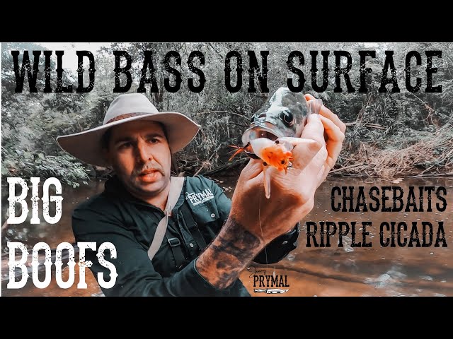 SURFACE BASS FISHING with CHASEBAITS RIPPLE CICADA