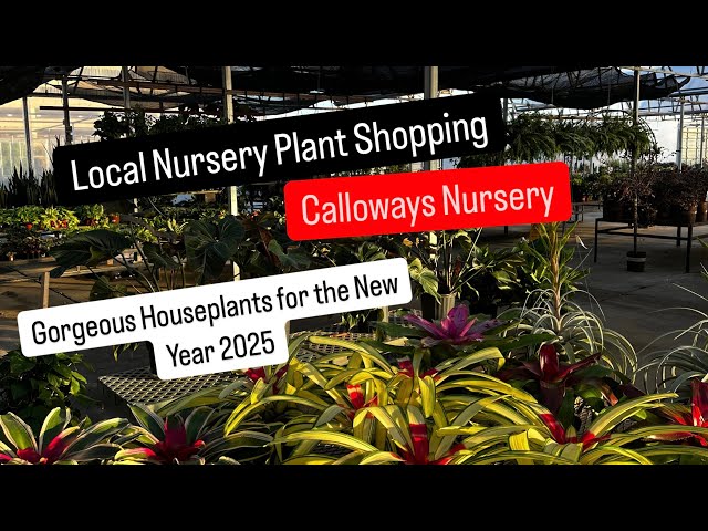 Big Box Store Plant Shopping Alternative Shop Local Calloways Nursery New Houseplants for 2025