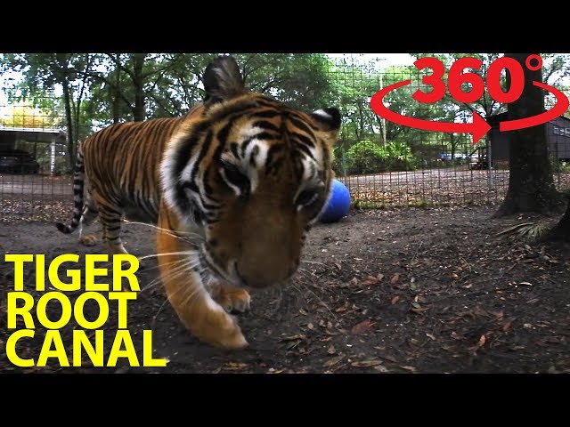 Get an incredible look inside a tiger’s mouth in VR