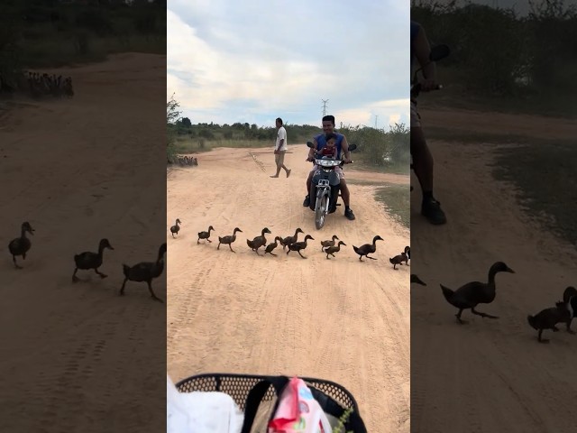 Duck crossing the road  ,Kap Kap🦆🗣️😜#durk #kucing #fyp #farmer #farming #sorts #youtubeshorts