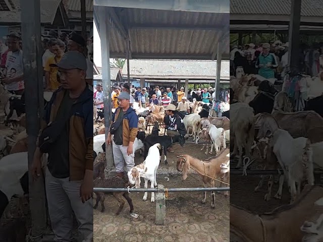 Suasana pasar hewan tradisional Karang Pucung kab Cilacap