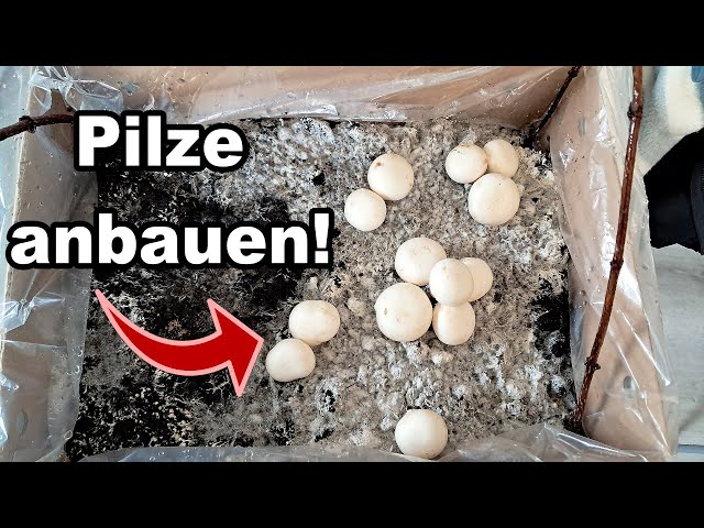 Wie du Champignons Pilze selber züchten kannst mit dem Pilzbrut Set von Hawlik!