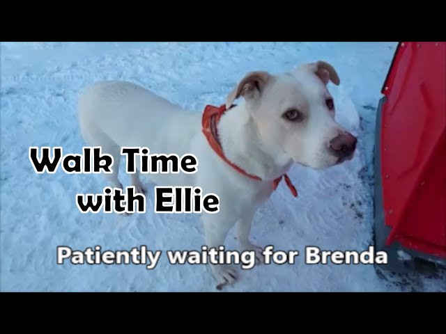 Ellie Waits for Brenda to Walk 1 22