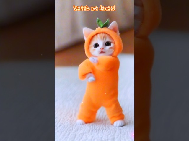 Cute Tangerine Cat Dance😻 #cutecat #catdance #funnycats