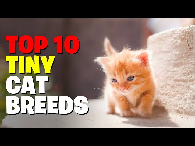 10 Tiny Cat Breeds That Forever Looks Like Adorable  Kittens