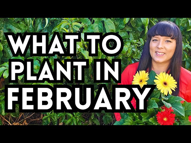 Over 70 Veggies To Plant In February For A Thriving Garden // Garden Planting Inspiration