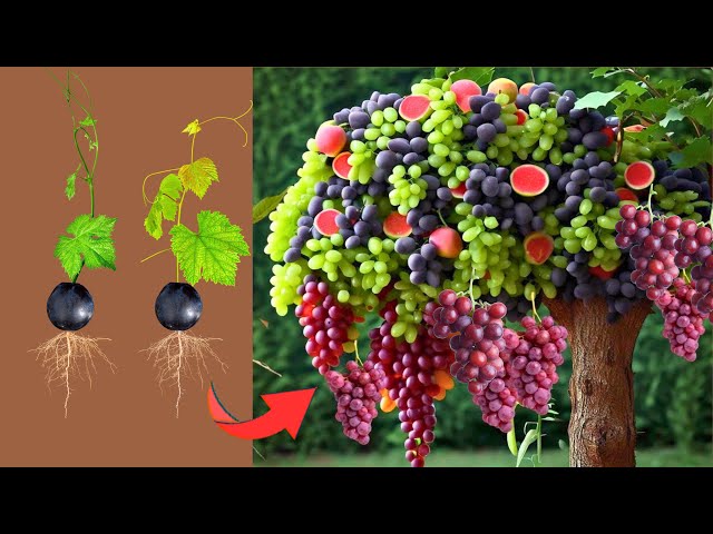 Growing Grapes For Your Home Garden Using The Weirdest Techniques. 100% success from SPROUTING TREE