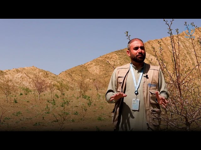 Restoring forests in Afghanistan