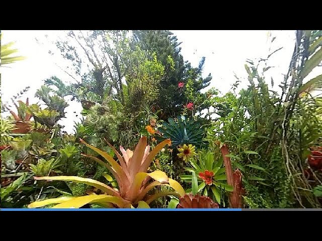 jardin tropical le paon perche 3D VR 360