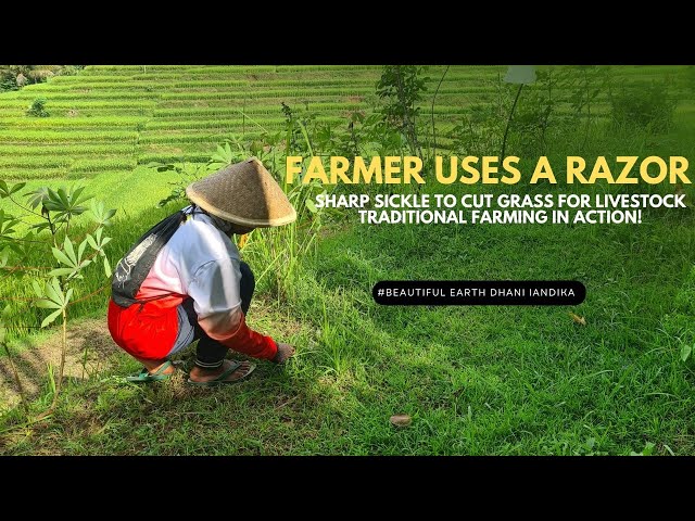 Farmer Uses a Razor-Sharp Sickle to Cut Grass for Livestock – Traditional Farming in Action!