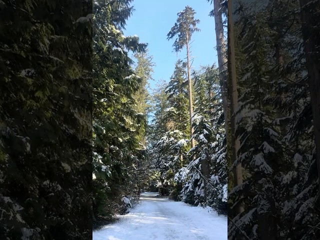 Solo Girl Winter Hiking | Snow, Big Trees & Soothing Water Sounds ❄️🌲 ASMR #hiking #naturesounds