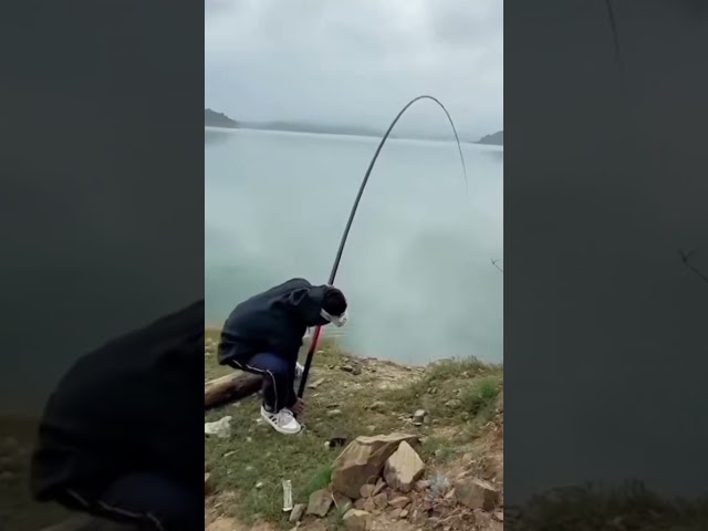 Tarikannya Sangat Kuat, Sampai Terseret#mancing #fishing