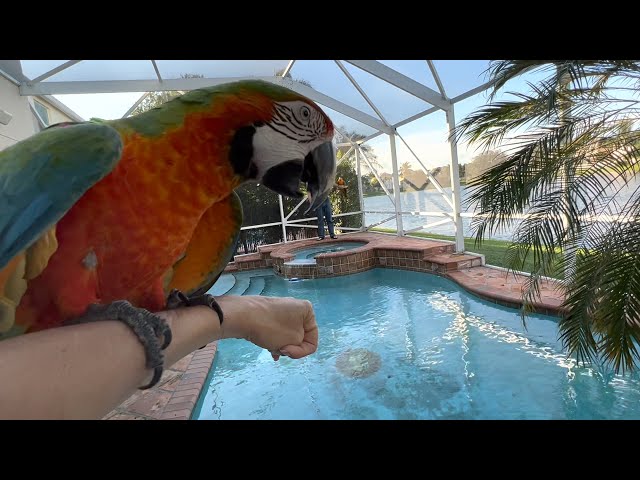 3 Things You Must Know Before Getting A #Macaw #Parrot