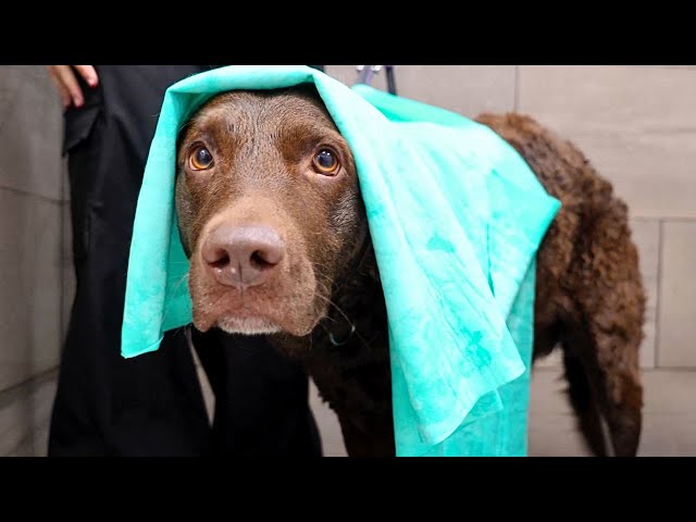 I Bet This Is Your First Time Meeting The Chesapeake Bay Retriever