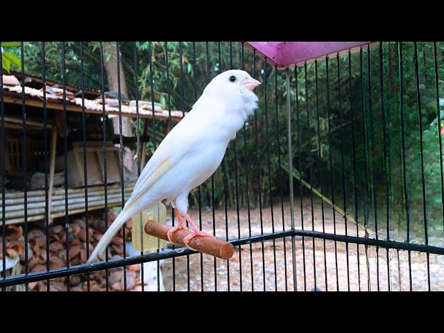 Russian Canary Singing - The Best Canary Training Song