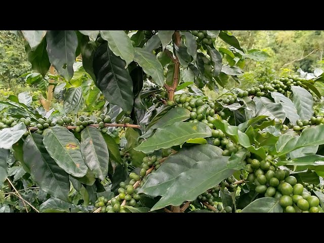 kebun kopi arabika emank josss✊