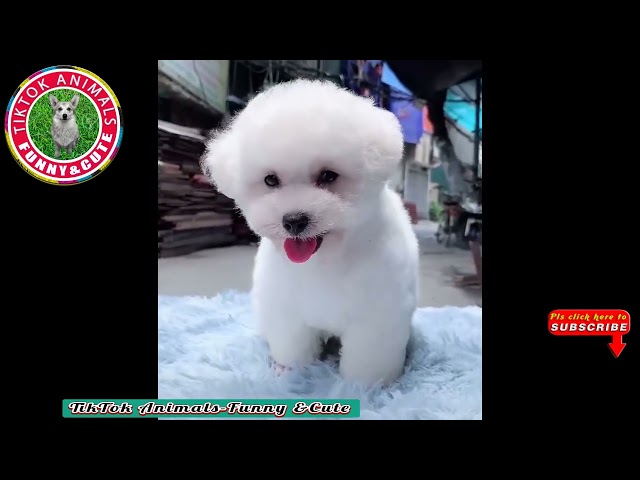 🐶TikTok Animals-Funny and Cute -Dog Video #13 TikTok Animals-Funny and Cute Channel.