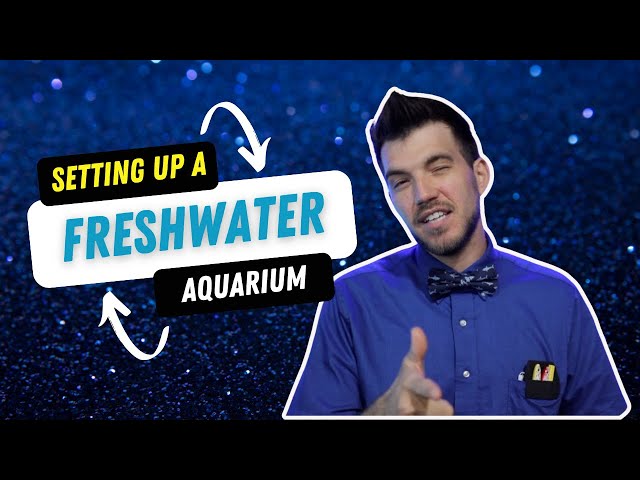 Setting up a freshwater aquarium