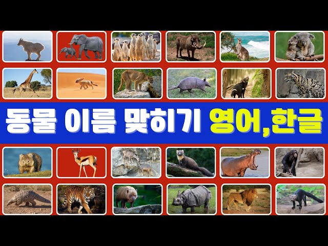 동물90개를 맞혀보세요 | 동물 퀴즈 | 3초만에 동물 맞히기|3초 안에 맞혀라! 쉬운 동물부터 어려운 동물까지, 누가 더 많이 맞출까? 재미있는 동물 퀴즈 챌린지