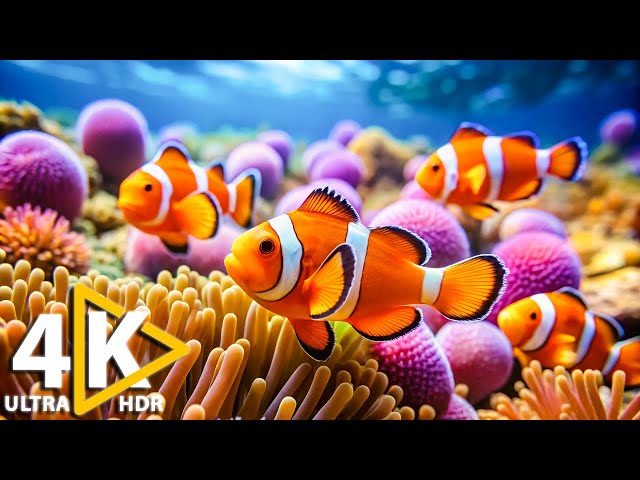 Underwater Expedition: Discover the World's Most Vibrant Coral Reefs in Stunning 4K