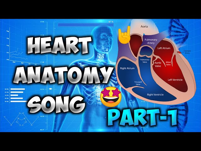 Heart Anatomy  Song ( Cardiovascular System Song )