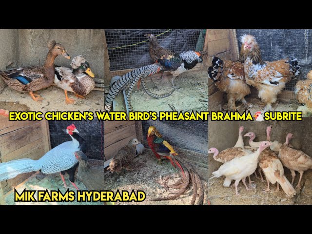 Mik farm's Hyderabad | exotic chicken's available | water bird's | pheasant | Brahma 🐔 | subrite