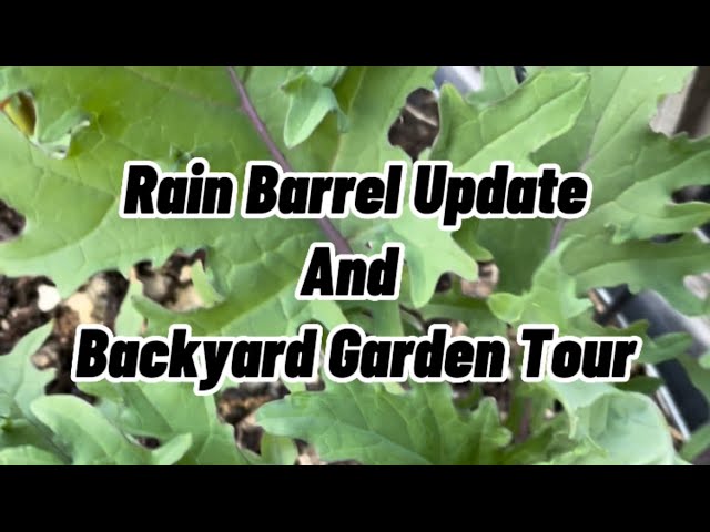 Rain Barrel Update and Backyard Garden Tour