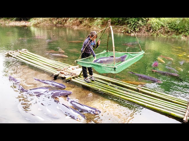 Building a new life: Poor Girl uses many bamboo poles to make fish traps, catches many big fish