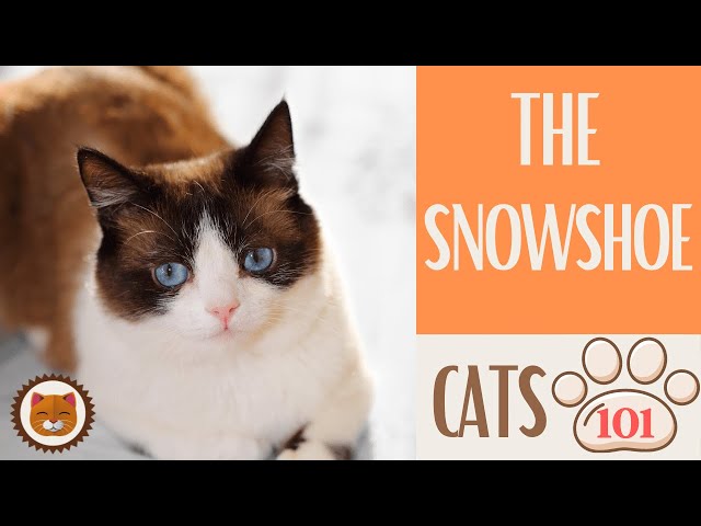 🐱 Cats 101 🐱 SNOWSHOE CAT - Top Cat Facts about the SNOWSHOE