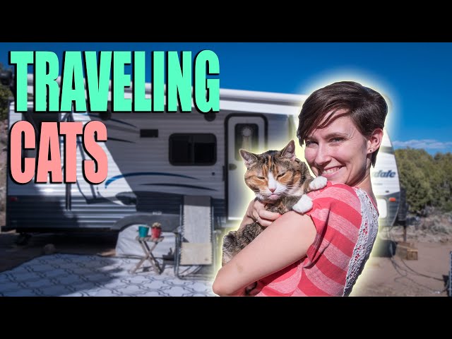 RVing With Cats - How To Keep Kitty Happy While Traveling - RV Life