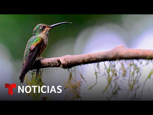 Planeta Tierra: Una venezolana que protege a las aves más pequeñas del mundo | Noticias Telemundo