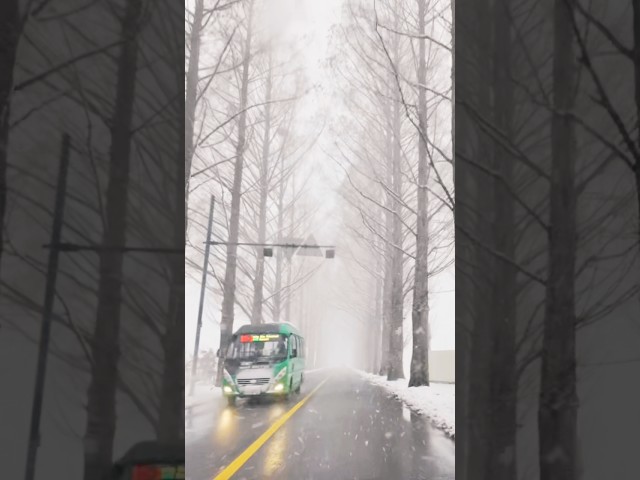 Metasequoia Tree-lined Road 🌲 | Driving in Heavy Snow ❄️