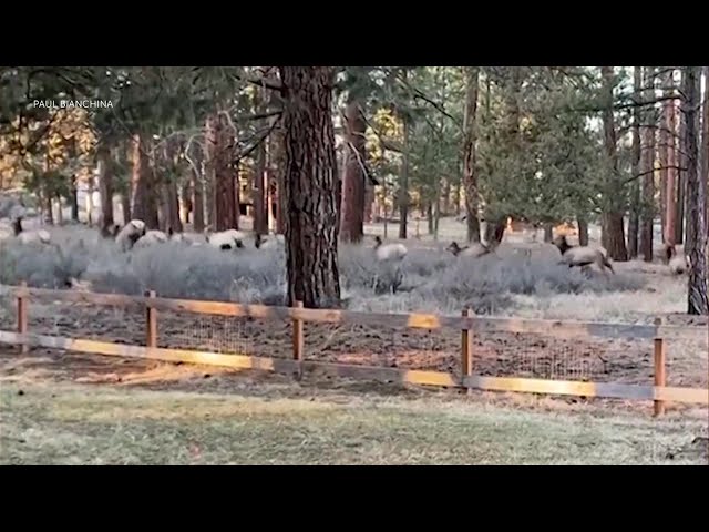 Viewer catches huge herd of Elk in SE Bend